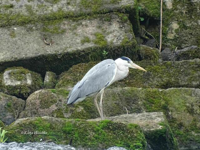 Wo das wilde Wasser rauscht - Wasserfall in Neustadt am Rübenberge: Graureiher (Ardea cinerea) (Foto: Katja Woidtke) | Foto: Katja Woidtke