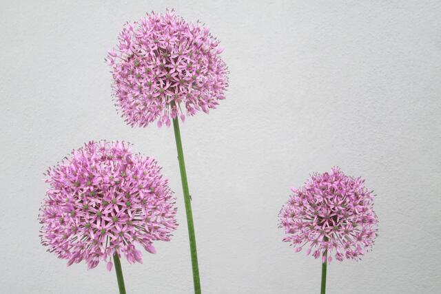 Dreimal Riesenlauch (Allium giganteum).