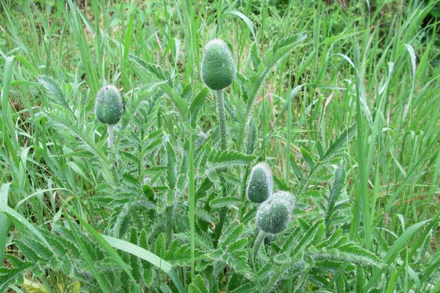 In Erwartung der Mohnblüte.