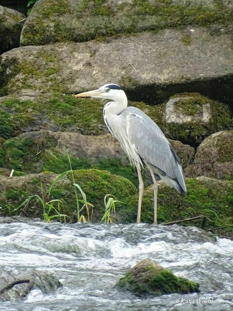 Wo das wilde Wasser rauscht - Wasserfall in Neustadt am Rübenberge: Graureiher (Ardea cinerea) (Foto: Katja Woidtke) | Foto: Katja Woidtke
