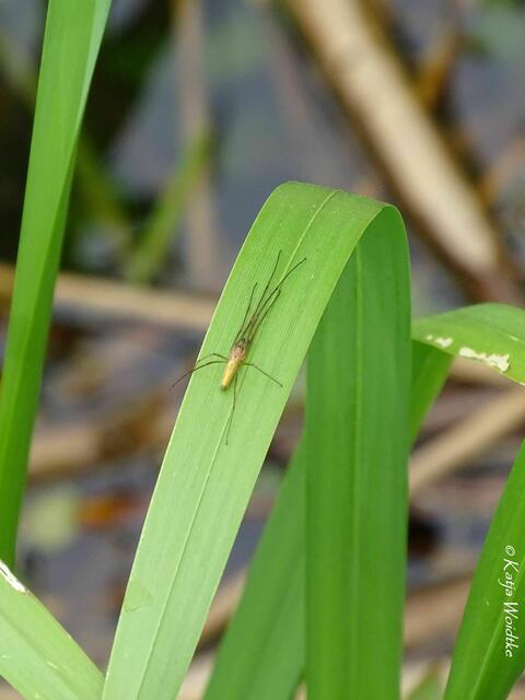 Ein Tag am Steinhuder Meer - Mardorf: Streckerspinne (Tetragnatha) (Foto: Katja Woidtke) | Foto: Katja Woidtke