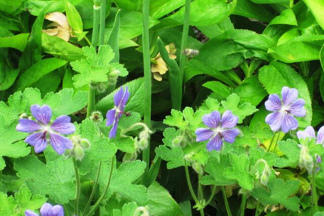 Der Storchenschnabel (Geranium sanguineum 'Max Frei').