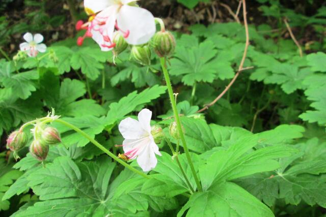 Noch ein Storchenschnabel.