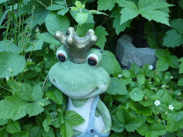 Sei kein Frosch