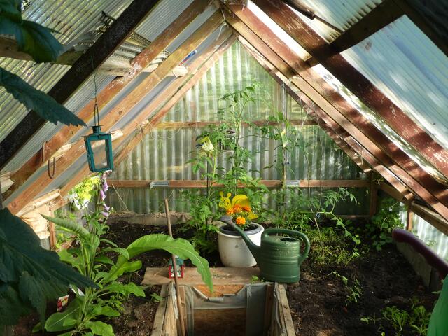 Die Tomaten gedeihen prächtig