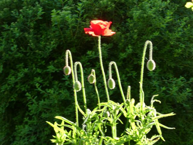 Mohnblüte