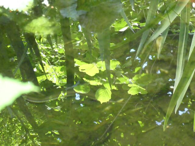 Schauen Sie genau hin, eine Schlange im Teich auf der suche nach Beute.
