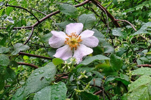 Heckenrose mit Regentropfen
