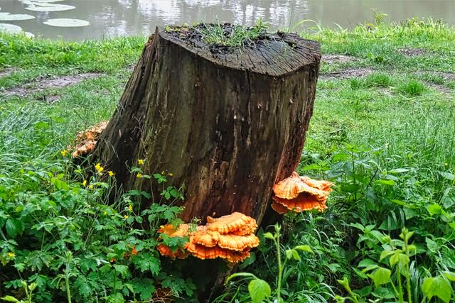 Baumpilze (gemeiner Schwefelporling?) am Ölmühlenteich in Langenstein