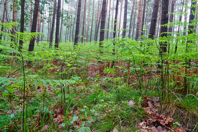 Adlerfarne auf dem Hoppelberg zwischen Kieferbeständen