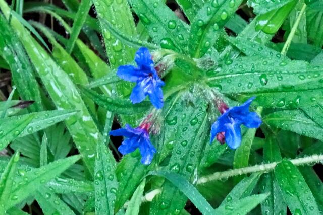 purpurblauer Steinsamen