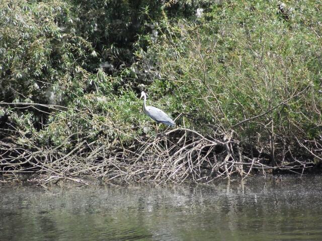 Natürlich auch ein Lebensraum für Wasservögel. Ein Graureiher hält auf der Höhe des Georgengartens nach Fischen Ausschau.