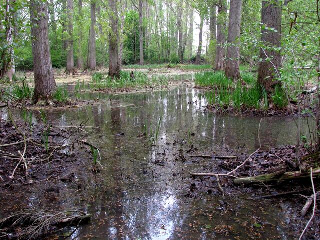 Ein weiterer einstiger Leinearm, der schon seit langer Zeit abgeschnitten ist, befindet sich im Sundern bei Hemmingen. Er hat sich zu einem eindrucksvollen Auwald entwickelt.