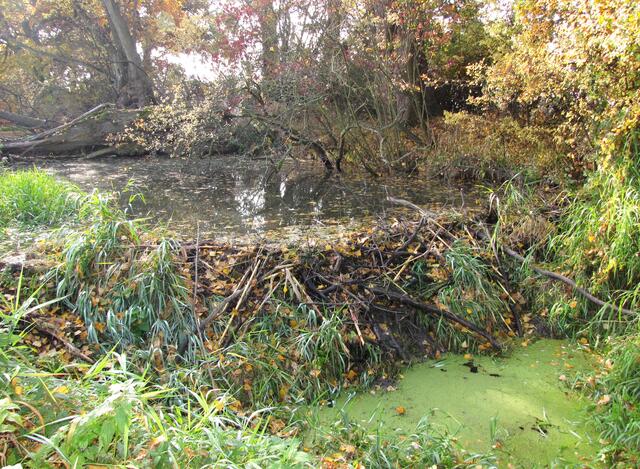 In ihr hat sich schon vor 20 Jahren der Biber angesiedelt, der so manchen Damm errichtet hat. Inzwischen ist er in allen Gewässern in Leinenähe heimisch.