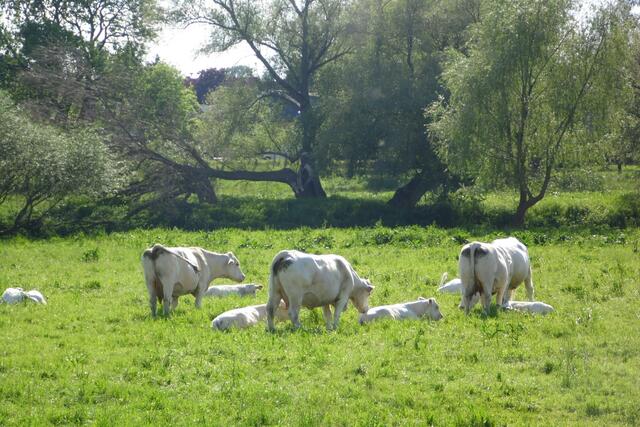 Weiter mäandert die Leine durch die nördliche Masch.