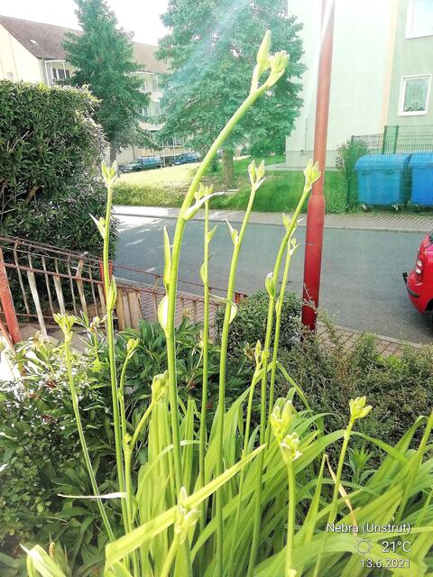 ?????? - Temperaturen: Nachts 11,3° / 10:12h / 16,8°   13.6.2021 !!! Sonntagsbilder 2021 !!!