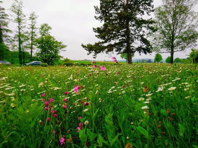 Eine bunte Blumenwiese