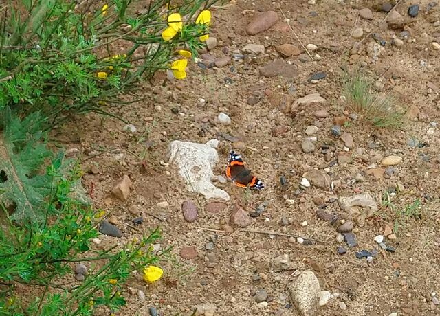 Schmetterling am Ginsterbusch