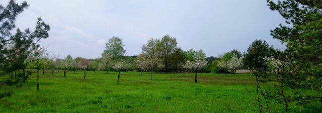 Streuobstwiese am Wassererlebnispfad