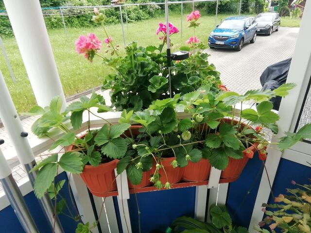 Geranien und Erdbeeren - Temperaturen: Nachts 11,3° / 10:12h / 16,8°   13.6.2021 !!! Sonntagsbilder 2021 !!!