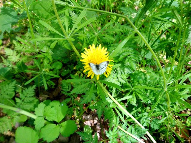 Wieder einen Schmetterling erwischt.