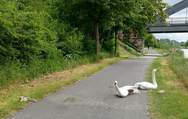 Am Mittellandkanal in Hannover-List: Der Weg gehört dem Schwanenpaar und dem niedlichen Nachwuchs. Wir sind dann statt in Richtung Buchholz in die andere Richtung nach Vahrenwald gegangen.