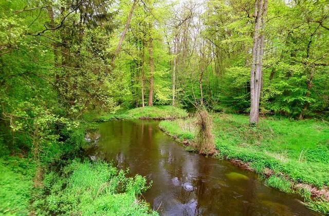 Auenwald an der Lachte