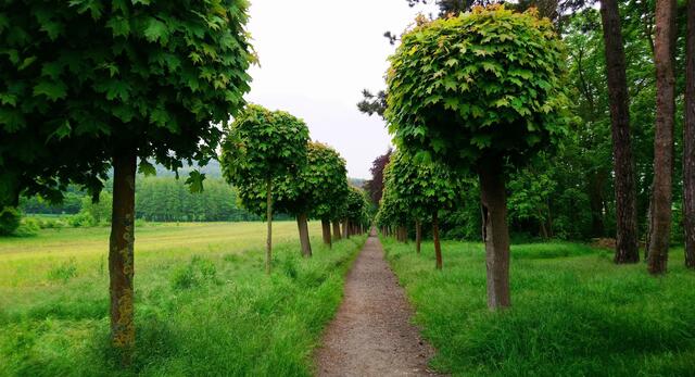 Die "Bubikopfallee" führt zum Deister.