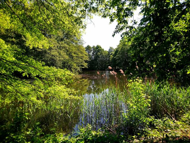 Üppiges Grün am Teich im Stadtpark Langenhagen