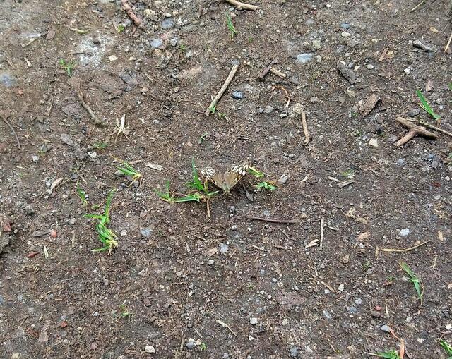 Dieser Schmetterling ist gut getarnt.
