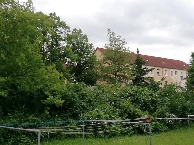 Temperaturen: Nachts 11,3° / 10:12h / 16,8°   13.6.2021 !!! Sonntagsbilder 2021 !!!
