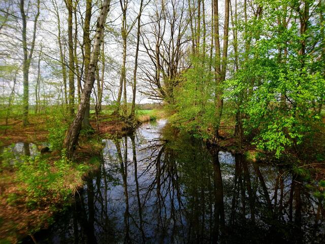 Hier stehe ich auf der "Lämmchenbrücke" in Boye und schaue auf den Grobebach.