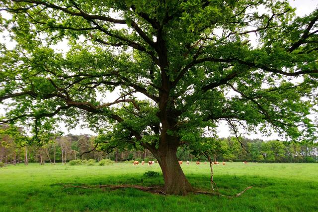 Eine alte Eiche in der Hasenheide