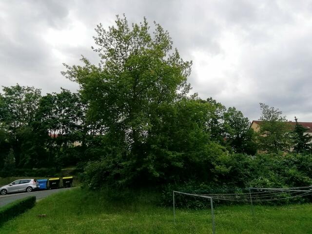 Temperaturen: Nachts 11,3° / 10:12h / 16,8°   13.6.2021 !!! Sonntagsbilder 2021 !!!