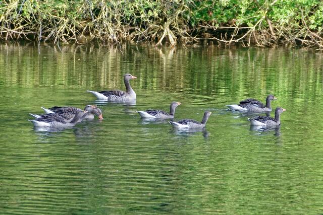 Familie "Sechs"*) ist vollzählig auf dem Teich!  *)Vgl. Bericht v. 22.05.2021