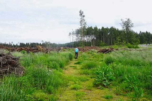 dies war einmal ein Waldweg