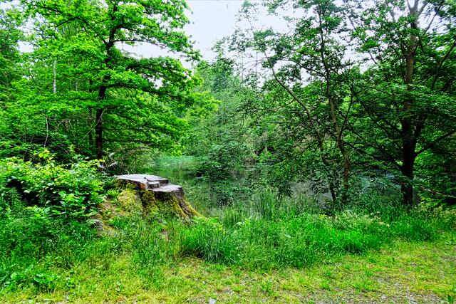 Karpfenteich