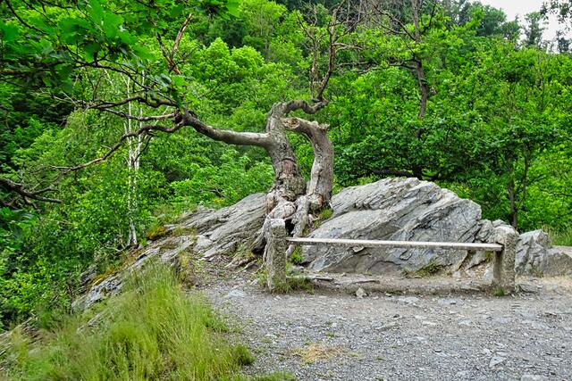 Sonnenklippe am Harzer - Hexen - Stieg im Bodetal, leider ist die Rotbuche bereits abgestorben