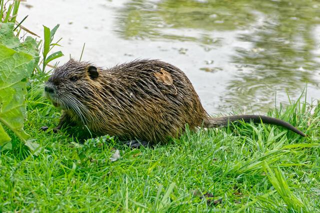 Achtung, der Fotograf hat die "Näherungsgrenze" erreicht! Dafür sieht er jetzt auch besser den großen Schnurbart der Nutria!