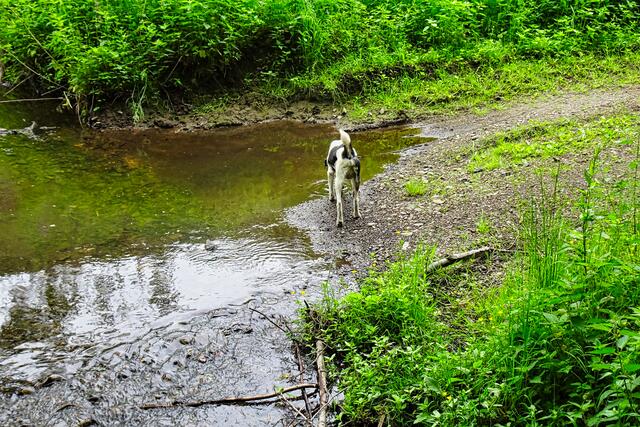 Furt am m Tiefenbach den Forstweg