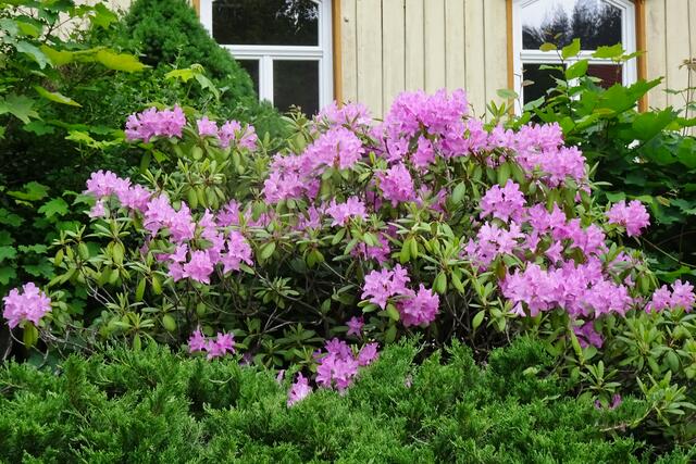 Rhododendron vor dem ehem. Schulgebäude