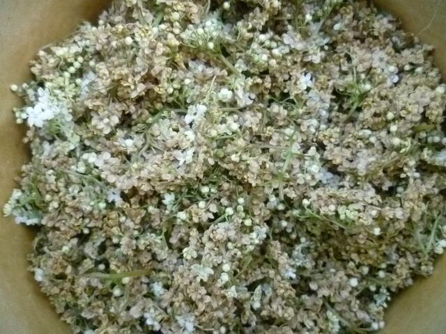 am nächsten Tag abgetropft