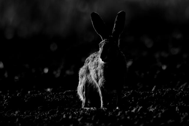 Er führt ein Schattendasein