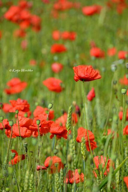 Naturtouren rund um Hannover - Mohnblüte am Kronsberg: Klatschmohn (Papaver rhoeas) (Foto: Katja Woidtke) | Foto: Katja Woidtke