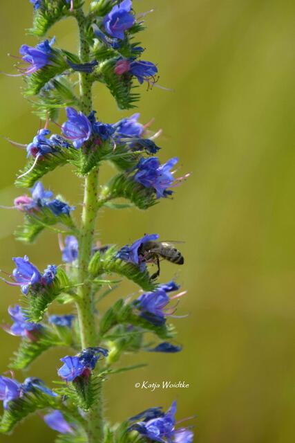 Naturtouren rund um Hannover - Mohnblüte am Kronsberg: Blauer Natternkopf (Echium vulgare) (Foto: Katja Woidtke) | Foto: Katja Woidtke