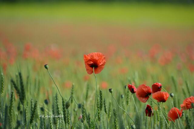 Naturtouren rund um Hannover - Mohnblüte am Kronsberg: Klatschmohn (Papaver rhoeas) (Foto: Katja Woidtke) | Foto: Katja Woidtke