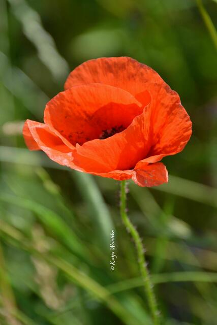 Naturtouren rund um Hannover - Mohnblüte am Kronsberg: Klatschmohn (Papaver rhoeas) (Foto: Katja Woidtke) | Foto: Katja Woidtke