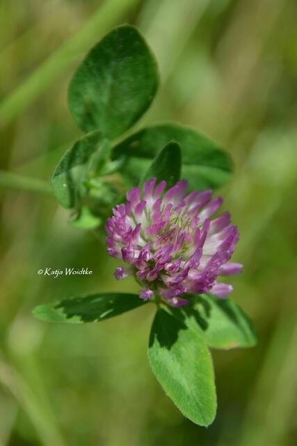 Naturtouren rund um Hannover - Mohnblüte am Kronsberg: Wiesenklee (Trifolium pratense) (Foto: Katja Woidtke) | Foto: Katja Woidtke
