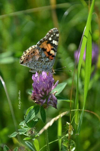 Naturtouren rund um Hannover - Mohnblüte am Kronsberg: Distelfalter (Vanessa cardui) (Foto: Katja Woidtke) | Foto: Katja Woidtke