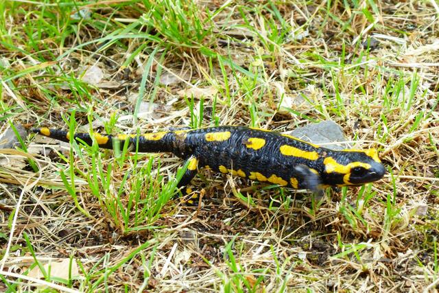 Ein Feuersalamander am Hügelchen.